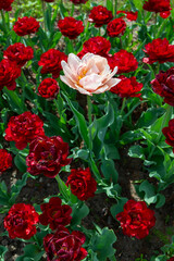 Colorful tulips in Krakow Botanical garden, Uncle Tom