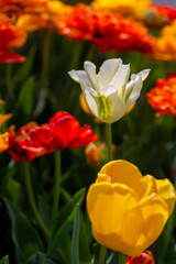 Colorful tulips in Krakow Botanical garden