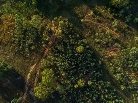 Overhead top down aerial view of treetops and erosion in rural country paddock