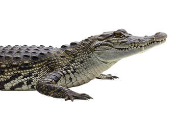 Fototapeta premium Young Crocodile: A Stunning Close-Up Image on Transparent background