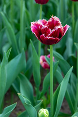 Colorful tulips in Krakow Botanical garden, Startpagina