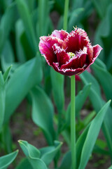 Colorful tulips in Krakow Botanical garden, Startpagina