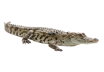 Naklejka premium Crocodile: Images, Facts, and Information on Transparent background