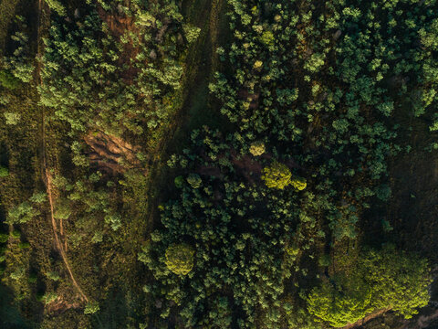 Overhead top down aerial view of treetops and erosion in rural country paddock
