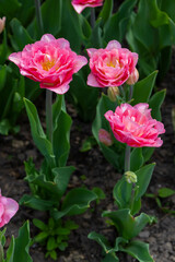 Colorful tulips in Krakow Botanical garden, Mariage