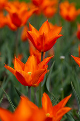 Colorful tulips in Krakow Botanical garden, Ballerina