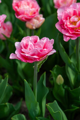 Colorful tulips in Krakow Botanical garden, Mariage