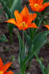 Colorful tulips in Krakow Botanical garden, Ballerina