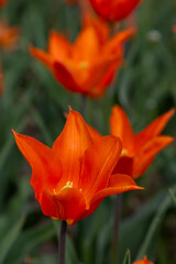 Colorful tulips in Krakow Botanical garden, Ballerina