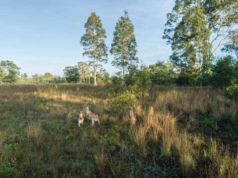 three kangaroos together in rural country paddock with grass and trees