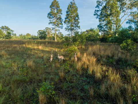 Aerial landscape view of three kangaroos together in rural paddock with grass and trees
