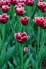 Colorful tulips in Krakow Botanical garden, Startpagina