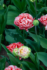 Colorful tulips in Krakow Botanical garden, Mariage