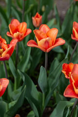 Colorful tulips in Krakow Botanical garden, Ballerina
