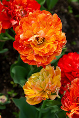 Colorful tulips in Krakow Botanical garden, Sun lover