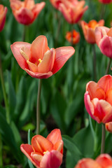 Colorful tulips in Krakow Botanical garden, Ballerina