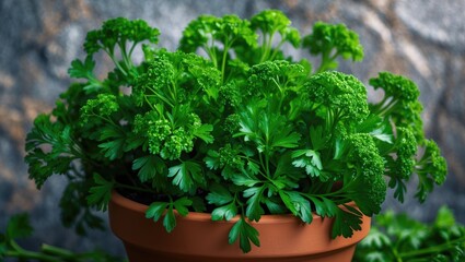 Fototapeta premium Close-up of organic home-grown parsley in a pot