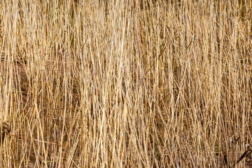 Old dry reed stalks. Textured background image.