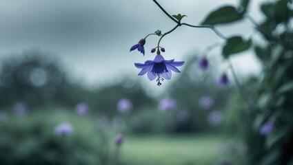 Beautiful purple blossoms hanging from a vine against a natural, blurred background.