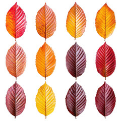 Obraz premium vibrant display of autumn leaves showcases gradient of colors from red to yellow, arranged neat vertical rows. leaves intricate veins and textures are highlighted, creating striking visual pattern