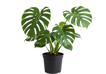 Monstera deliciosa Plant, Indoor Plant, Houseplant, Green Leaves, Potted Plant, Tropical Plant,...