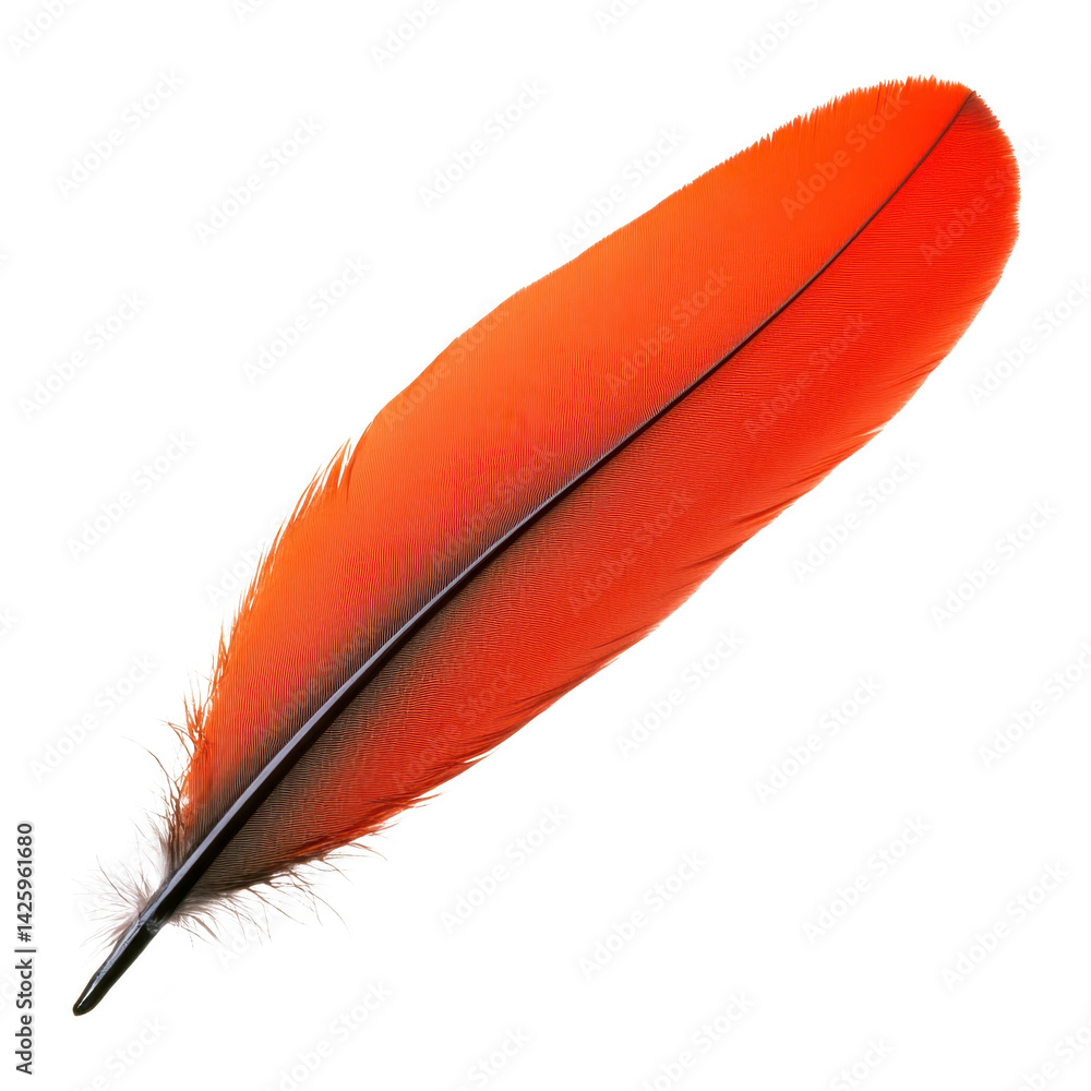 Poster vibrant orange feather with smooth texture and delicate white tuft at base, isolated on transparency