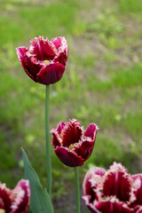 Colorful tulips in Krakow Botanical garden, Startpagina