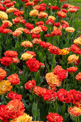 Colorful tulips in Krakow Botanical garden, Sun lover