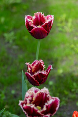 Colorful tulips in Krakow Botanical garden, Startpagina