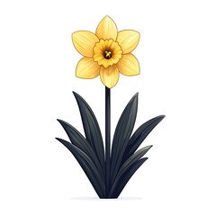 Minimal daffodil spring flower high resolution image
