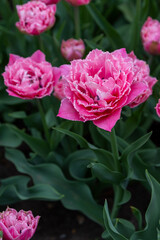 Colorful tulips in Krakow Botanical garden, Mariage