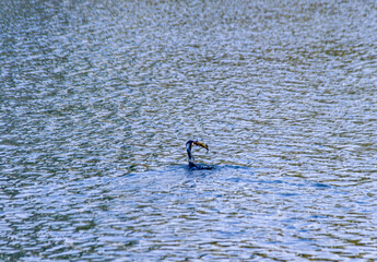 Waterfowl in a wetland park