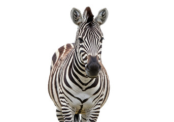 Striking Zebra Image: High-Resolution Photo of a Zebra transparent background