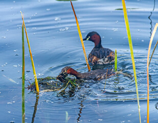 moorhen in a wetland park