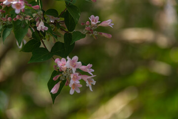pink flowers in spring