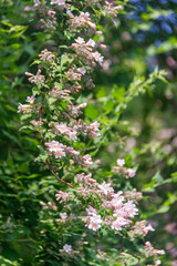 pink flowers in spring