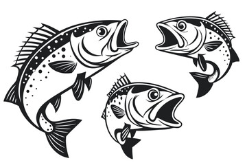 bass fish illustrations
