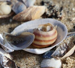 muszelki  © beata