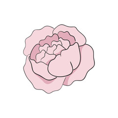 Pink Peony Flower Bud Botanical Blossom Vector Illustration