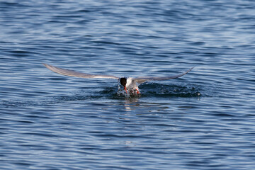 Obraz premium Flying Arctic tern starting after fishing in the sea with spread wings and splashing water in Svalbard, Norway between Spitsbergen and Nordauslandet