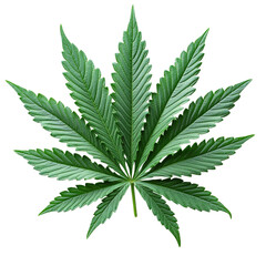 cannabis leaf on transparent background 