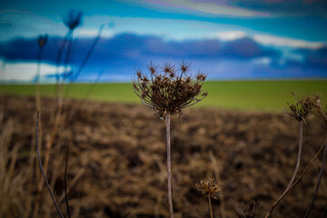 jesień i zioła  © beata