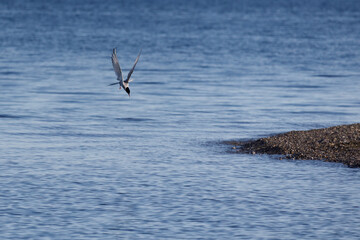 Flying Arctic tern dives in the sea for fishing with spread wings up in Svalbard, Norway between Spitsbergen and Nordauslandet with the shoreline of a pebble beach