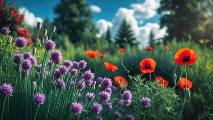Chives: A native herb of Siberia introduced to Europe for culinary and aromatic uses