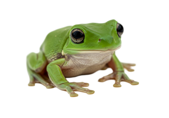 Close-up of a Vibrant Green Tree Frog transparent background