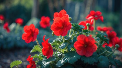 Fototapeta premium Vibrant red begonia semperflorens blooming in a lush outdoor garden with a soft natural background