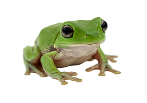 Close-up of a Vibrant Green Tree Frog transparent background