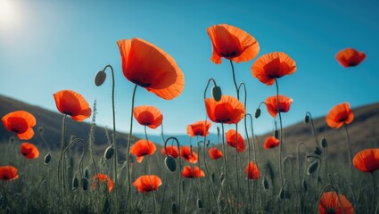 Obraz premium Vivid poppies blooming beneath the blue sky in a peaceful field of wildflowers.