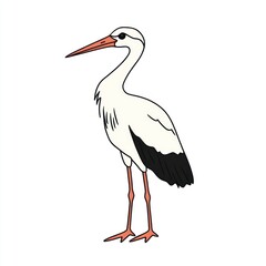 Fototapeta premium White Stork Illustration, Side View, Isolated Background, Educational Use