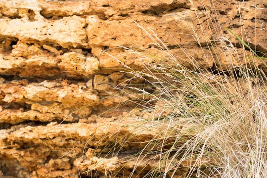 Dry grass in front of background of sponge like stone